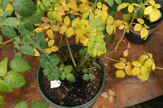 米蘭花葉子發(fā)黃干枯怎么辦 米蘭花葉子發(fā)黃干枯怎么辦