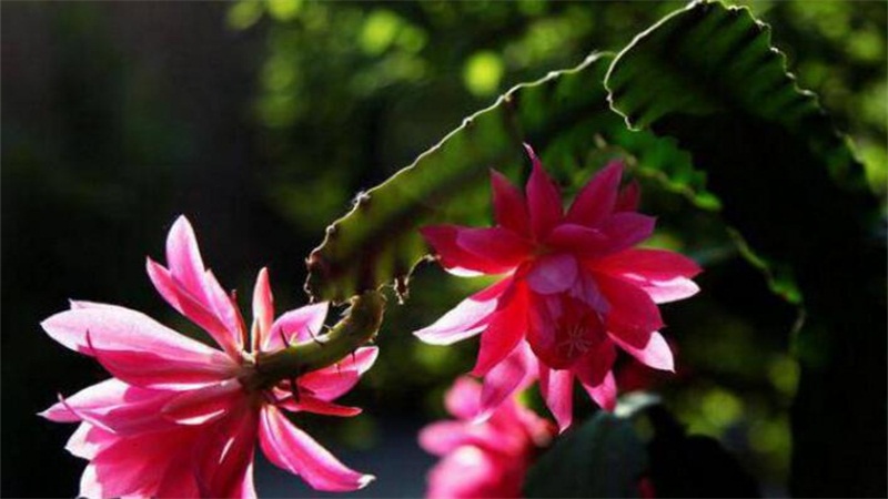 令箭荷花的養(yǎng)殖方法和注意事項(xiàng) 令箭荷花的養(yǎng)殖方法和注意事項(xiàng)