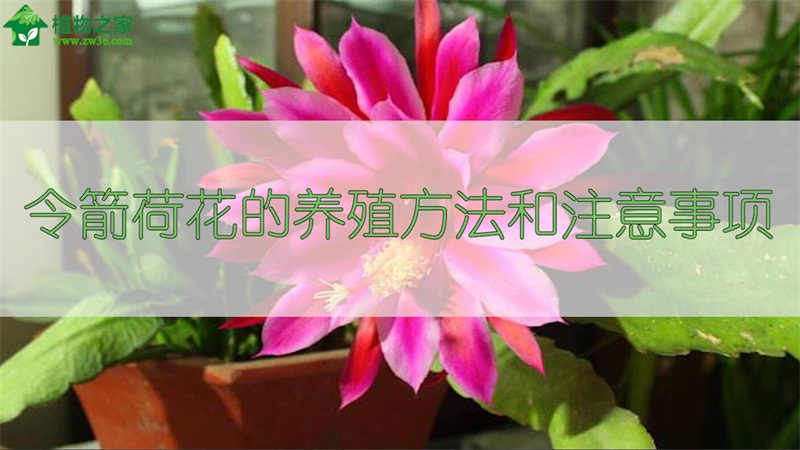 令箭荷花的養(yǎng)殖方法和注意事項(xiàng) 令箭荷花的養(yǎng)殖方法和注意事項(xiàng)