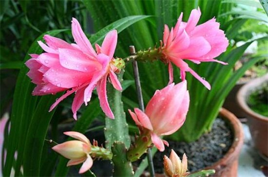 令箭荷花的養(yǎng)殖方法和注意事項(xiàng) 令箭荷花的養(yǎng)殖方法和注意事項(xiàng)