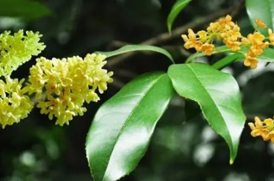 桂花開(kāi)花時(shí)間是幾點(diǎn)左右 桂花開(kāi)花時(shí)間是幾點(diǎn)左右