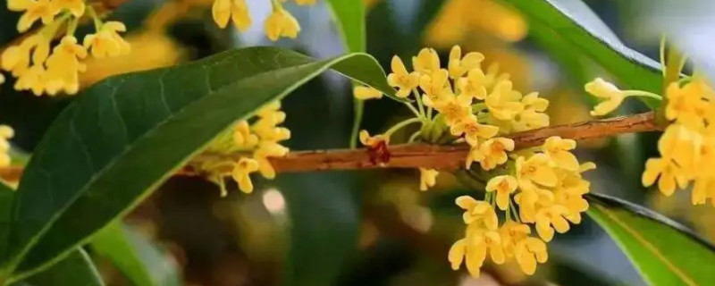 桂花開(kāi)花時(shí)間是幾點(diǎn)左右 桂花開(kāi)花時(shí)間是幾點(diǎn)左右