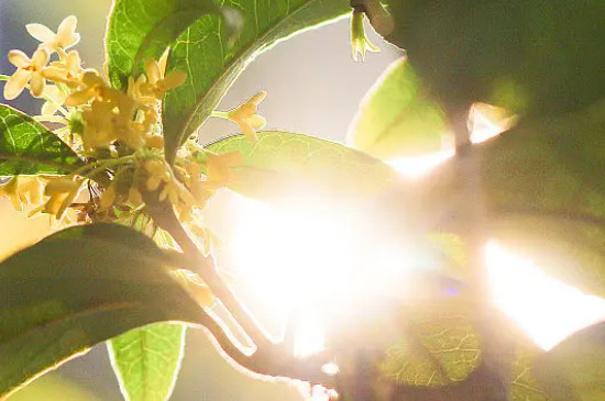 桂花開(kāi)花時(shí)間是幾點(diǎn)左右 桂花開(kāi)花時(shí)間是幾點(diǎn)左右