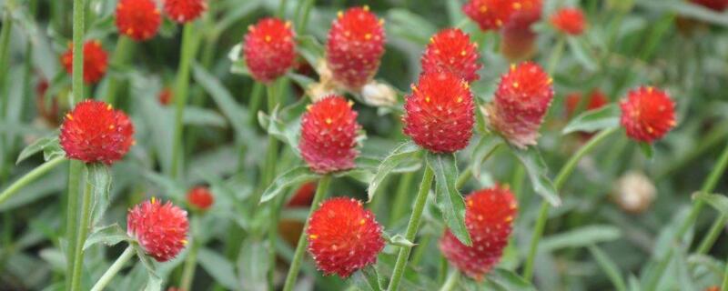 千日紅的花語 千日紅的花語