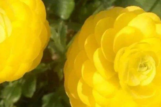 花毛茛什么時候開花 花毛茛什么時候開花