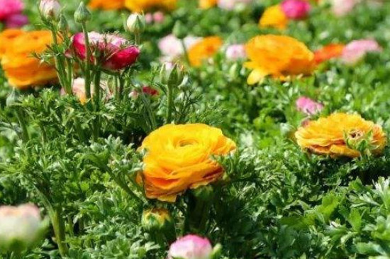 花毛茛什么時候開花 花毛茛什么時候開花
