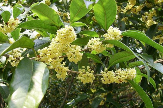 桂花在幾點開放 桂花在幾點開放