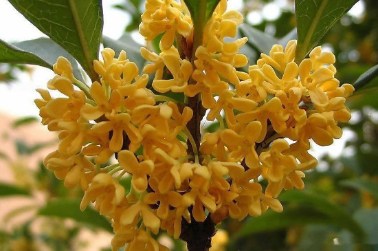 桂花在幾點開放 桂花在幾點開放