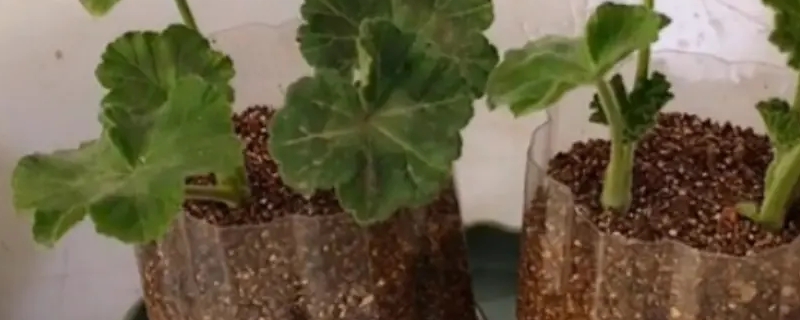 木繡球種植方法 木繡球種植方法