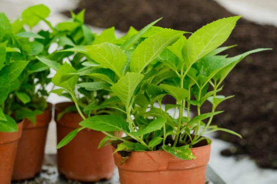 木繡球種植方法 木繡球種植方法