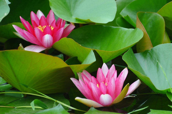 蓮花的別稱有哪些 蓮花的別稱有哪些