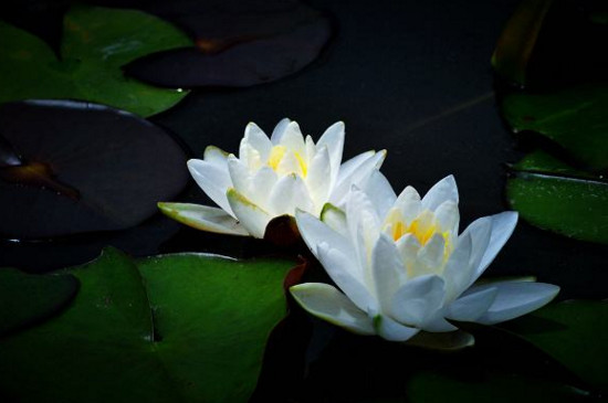 蓮花的別稱有哪些 蓮花的別稱有哪些