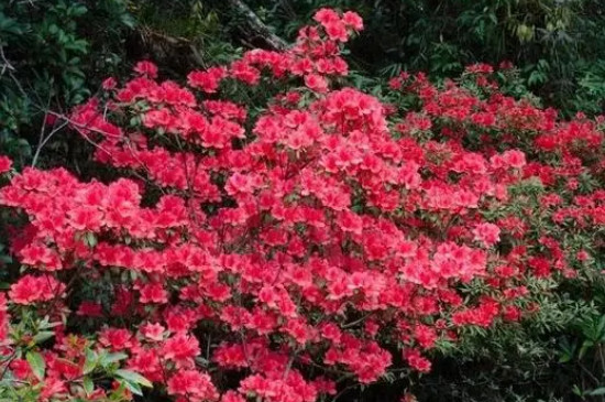杜鵑花可以曬太陽(yáng)嗎 杜鵑花可以曬太陽(yáng)嗎