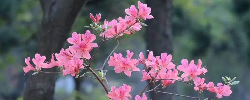 杜鵑花可以曬太陽(yáng)嗎 杜鵑花可以曬太陽(yáng)嗎