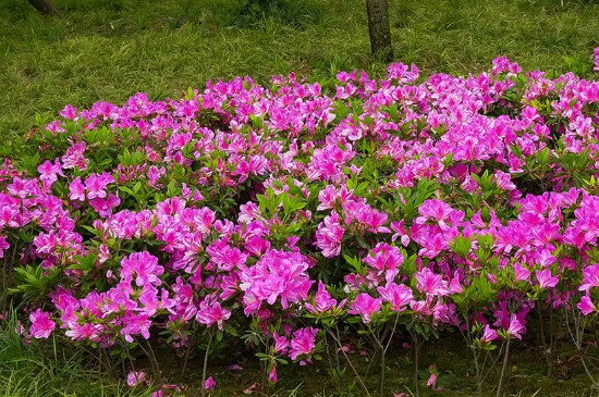 杜鵑花可以曬太陽(yáng)嗎 杜鵑花可以曬太陽(yáng)嗎