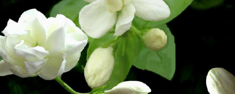 茉莉花適合在室內(nèi)養(yǎng)嗎 茉莉花適合在室內(nèi)養(yǎng)嗎