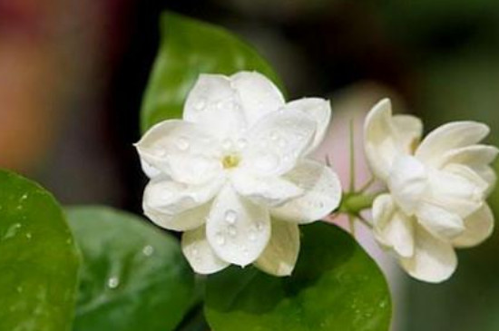 茉莉花適合在室內(nèi)養(yǎng)嗎 茉莉花適合在室內(nèi)養(yǎng)嗎