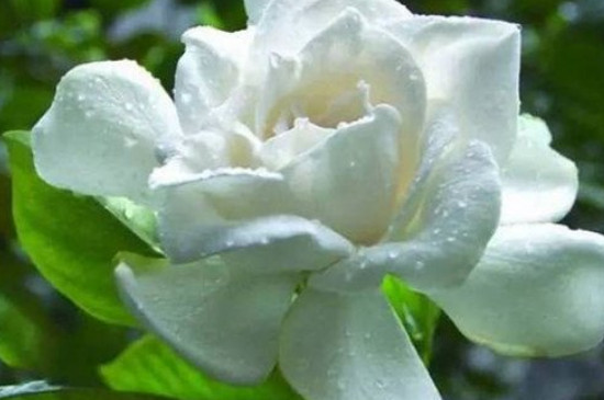 茉莉花適合在室內(nèi)養(yǎng)嗎 茉莉花適合在室內(nèi)養(yǎng)嗎