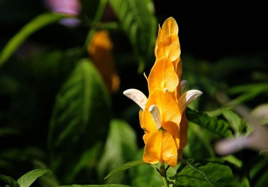 金苞花的養(yǎng)殖方法:喜高溫高濕環(huán)境 金苞花的養(yǎng)殖方法:喜高溫高濕環(huán)境