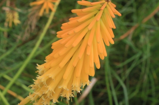 火炬花怎么養(yǎng) 火炬花怎么養(yǎng)