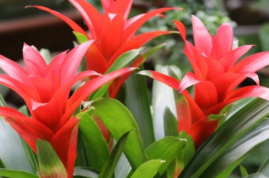 火炬花怎么養(yǎng) 火炬花怎么養(yǎng)