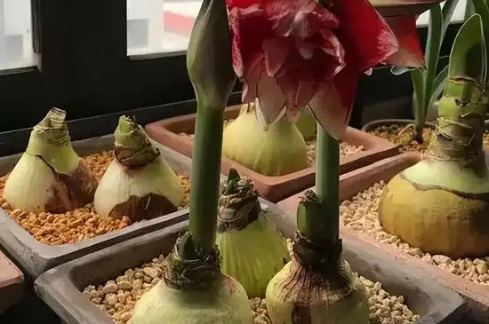 朱頂紅過冬三個步驟 朱頂紅過冬三個步驟