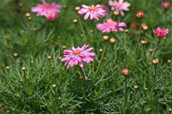 瑪格麗特花什么時候開花 瑪格麗特花什么時候開花