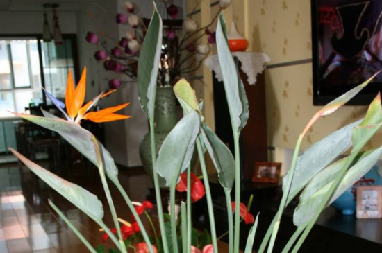 天堂鳥(niǎo)一般盆里養(yǎng)幾株 天堂鳥(niǎo)一般盆里養(yǎng)幾株