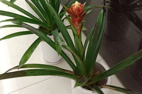 水塔花的養(yǎng)殖方法 水塔花的養(yǎng)殖方法