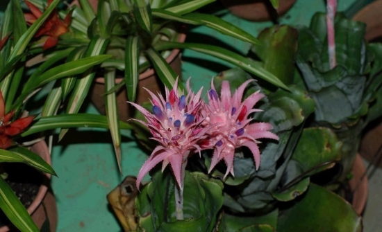 怎樣使美葉光萼荷花色鮮艷 怎樣使美葉光萼荷花色鮮艷