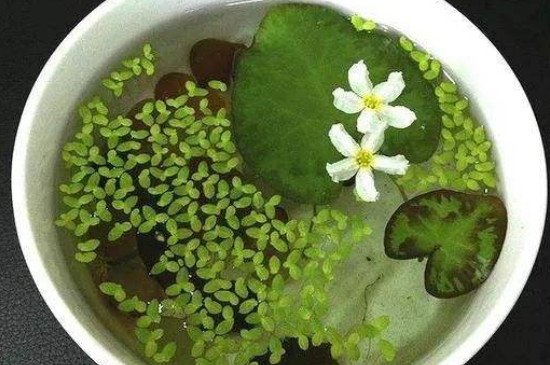 葉蓮的養(yǎng)殖方法和注意事項 葉蓮的養(yǎng)殖方法和注意事項