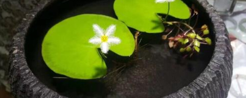 葉蓮的養(yǎng)殖方法和注意事項 葉蓮的養(yǎng)殖方法和注意事項