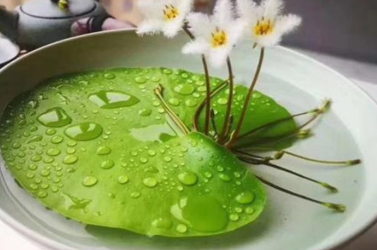 葉蓮的養(yǎng)殖方法和注意事項 葉蓮的養(yǎng)殖方法和注意事項