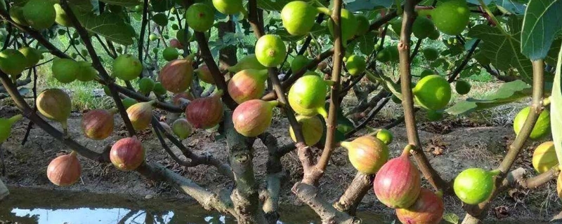 無(wú)花果開(kāi)花嗎 無(wú)花果開(kāi)花嗎