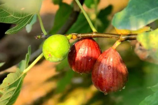 無(wú)花果開(kāi)花嗎 無(wú)花果開(kāi)花嗎
