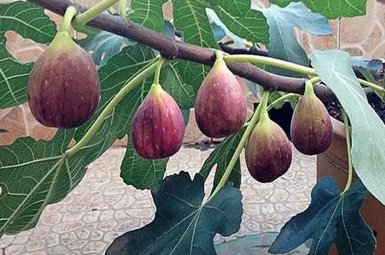 無(wú)花果開(kāi)花嗎 無(wú)花果開(kāi)花嗎