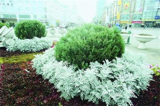 雪葉蓮有毒嗎 雪葉蓮有毒嗎