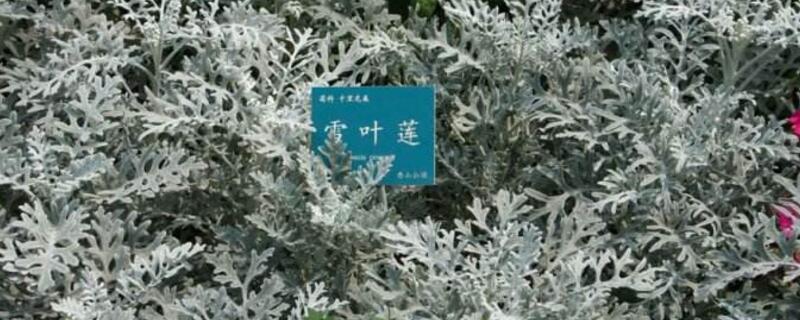雪葉蓮有毒嗎 雪葉蓮有毒嗎