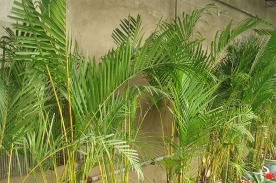 鳳尾竹冬天會(huì)凍死嗎 鳳尾竹冬天會(huì)凍死嗎