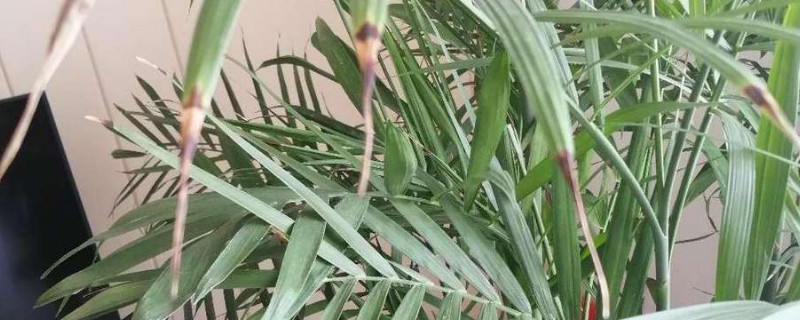 鳳尾竹葉尖發(fā)黑干枯怎么辦 鳳尾竹葉尖發(fā)黑干枯怎么辦