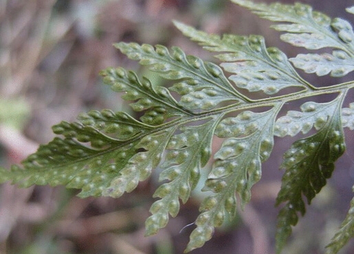 怎樣栽培大葉骨碎補(bǔ):放置散射光處 怎樣栽培大葉骨碎補(bǔ):放置散射光處
