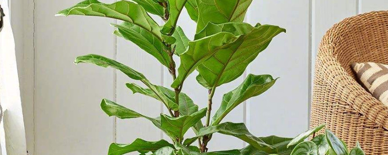 大琴葉榕的養(yǎng)殖方法和注意事項(xiàng) 大琴葉榕的養(yǎng)殖方法和注意事項(xiàng)
