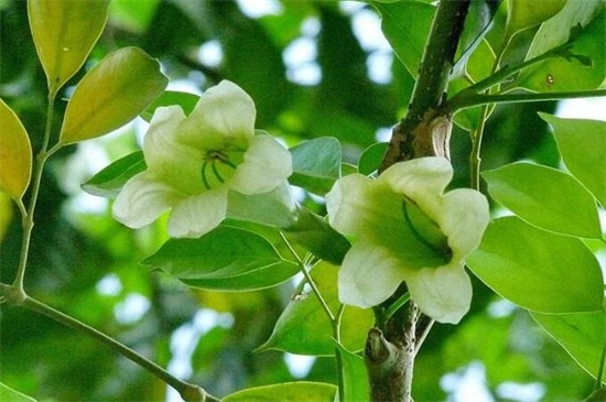 綠寶樹(shù)多少錢(qián)一盆，其價(jià)格為80～400元左右