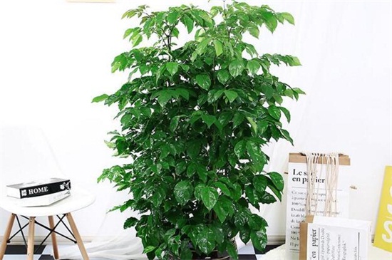 綠寶樹(shù)多少錢(qián)一盆，其價(jià)格為80～400元左右