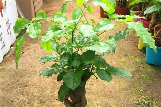 綠寶樹(shù)多少錢(qián)一盆，其價(jià)格為80～400元左右