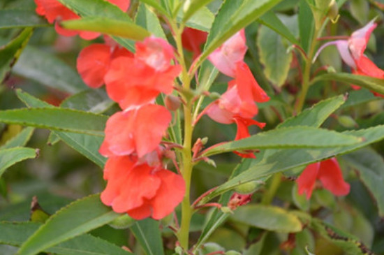 鳳仙花怎樣保存過冬