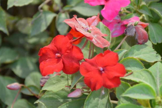 鳳仙花怎樣保存過冬