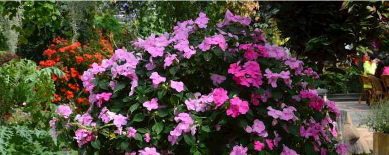 鳳仙花怎樣保存過冬