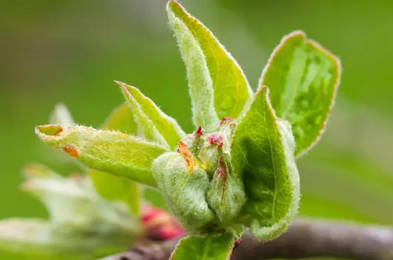 蘋果樹幾月發(fā)芽 蘋果樹幾月發(fā)芽