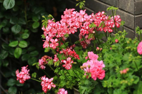 天竺葵夏天的養(yǎng)殖方法和注意事項 天竺葵夏天的養(yǎng)殖方法和注意事項